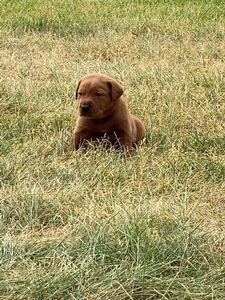 Orange Collar